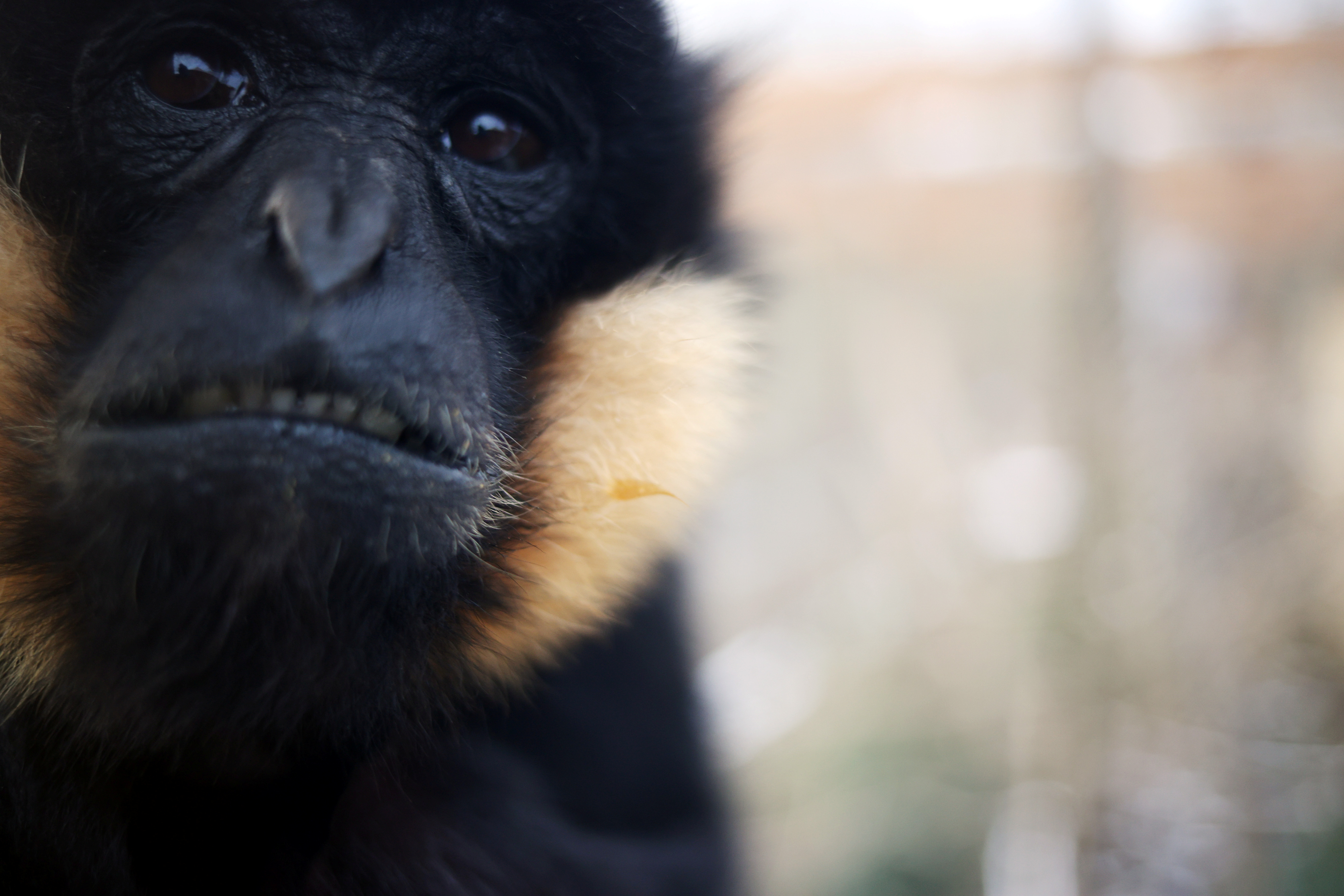 behind the scenes look at london zoo during covid 19 lockdown
