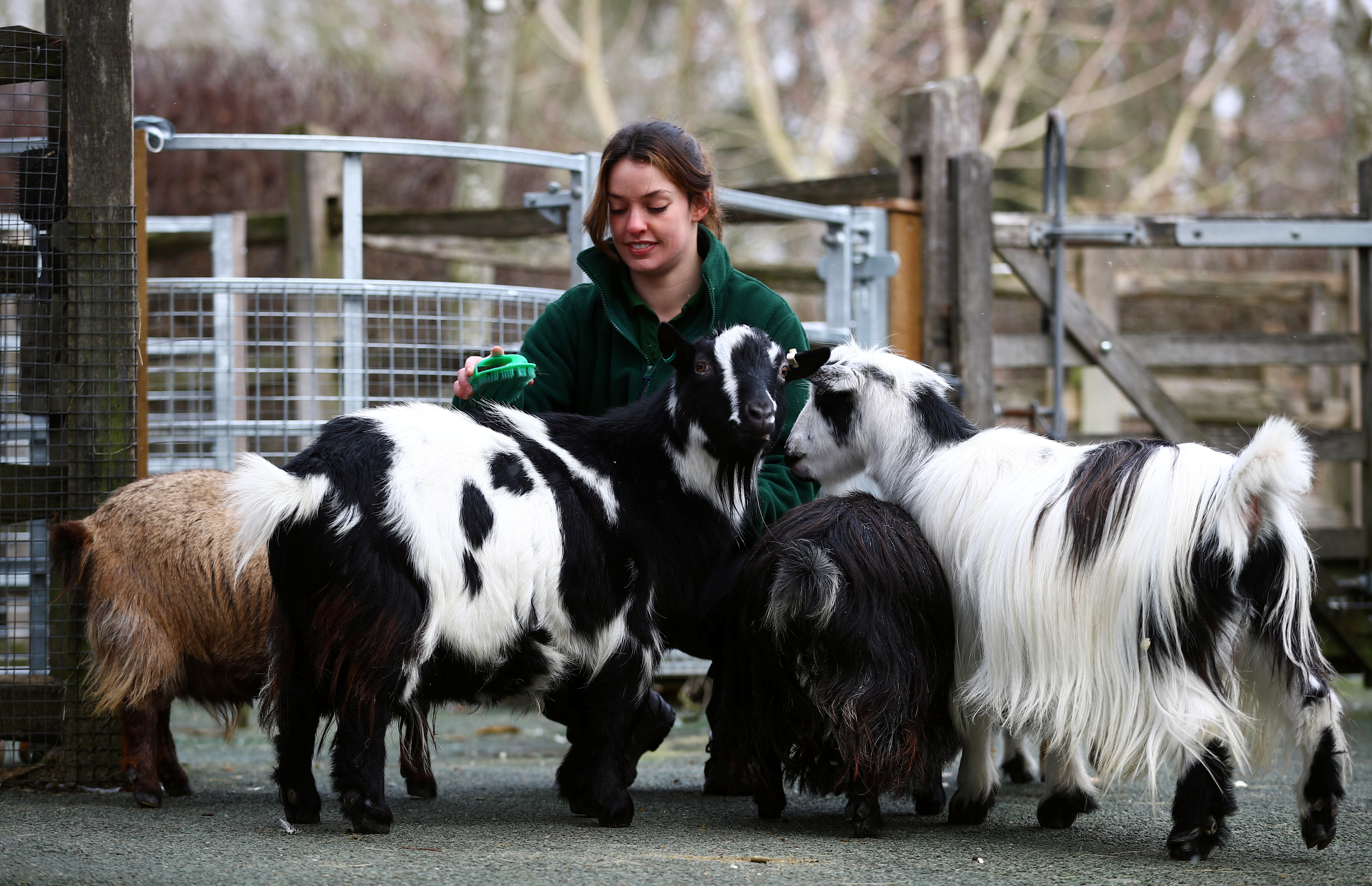 behind the scenes look at london zoo during covid 19 lockdown