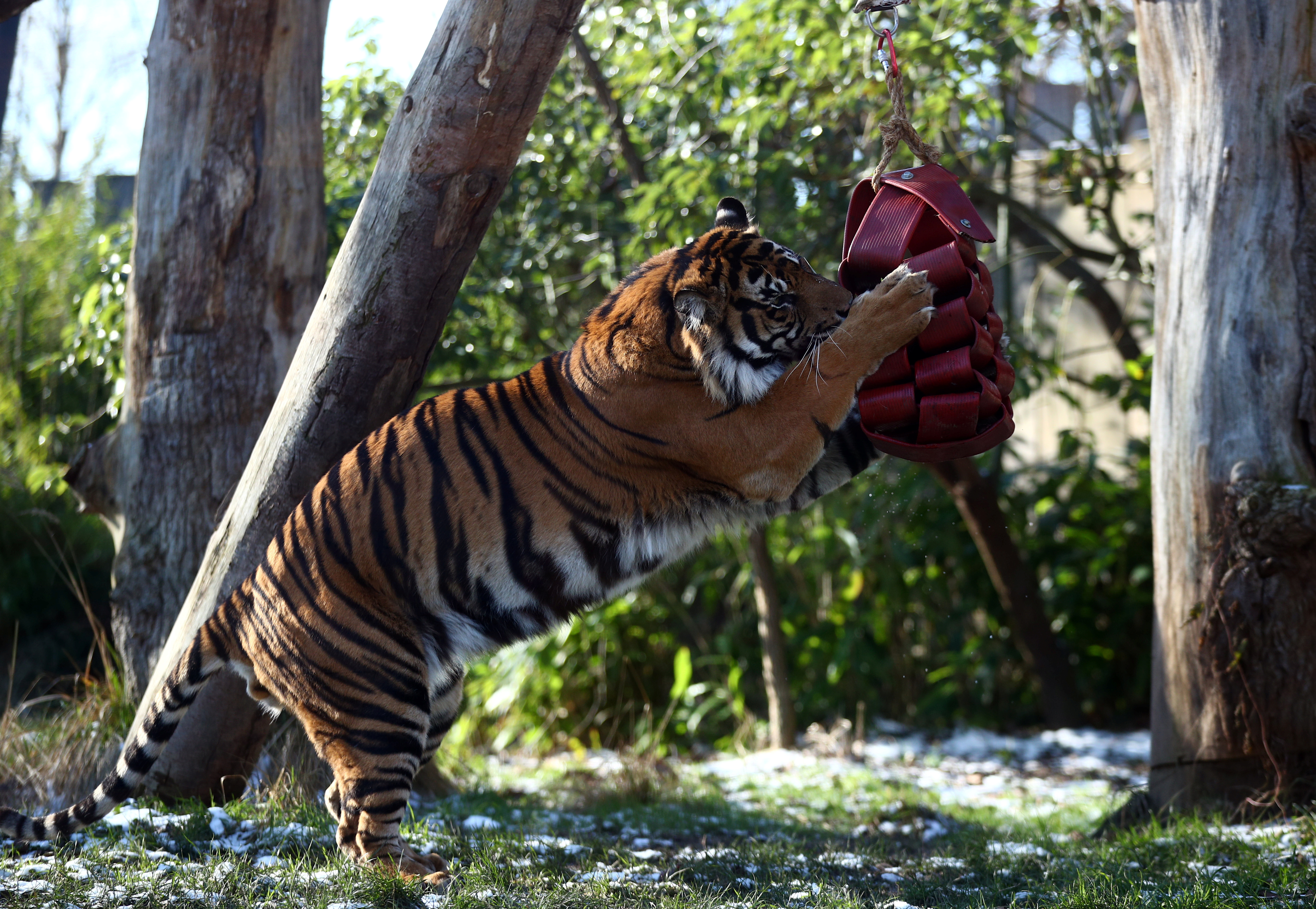 behind the scenes look at london zoo during covid 19 lockdown