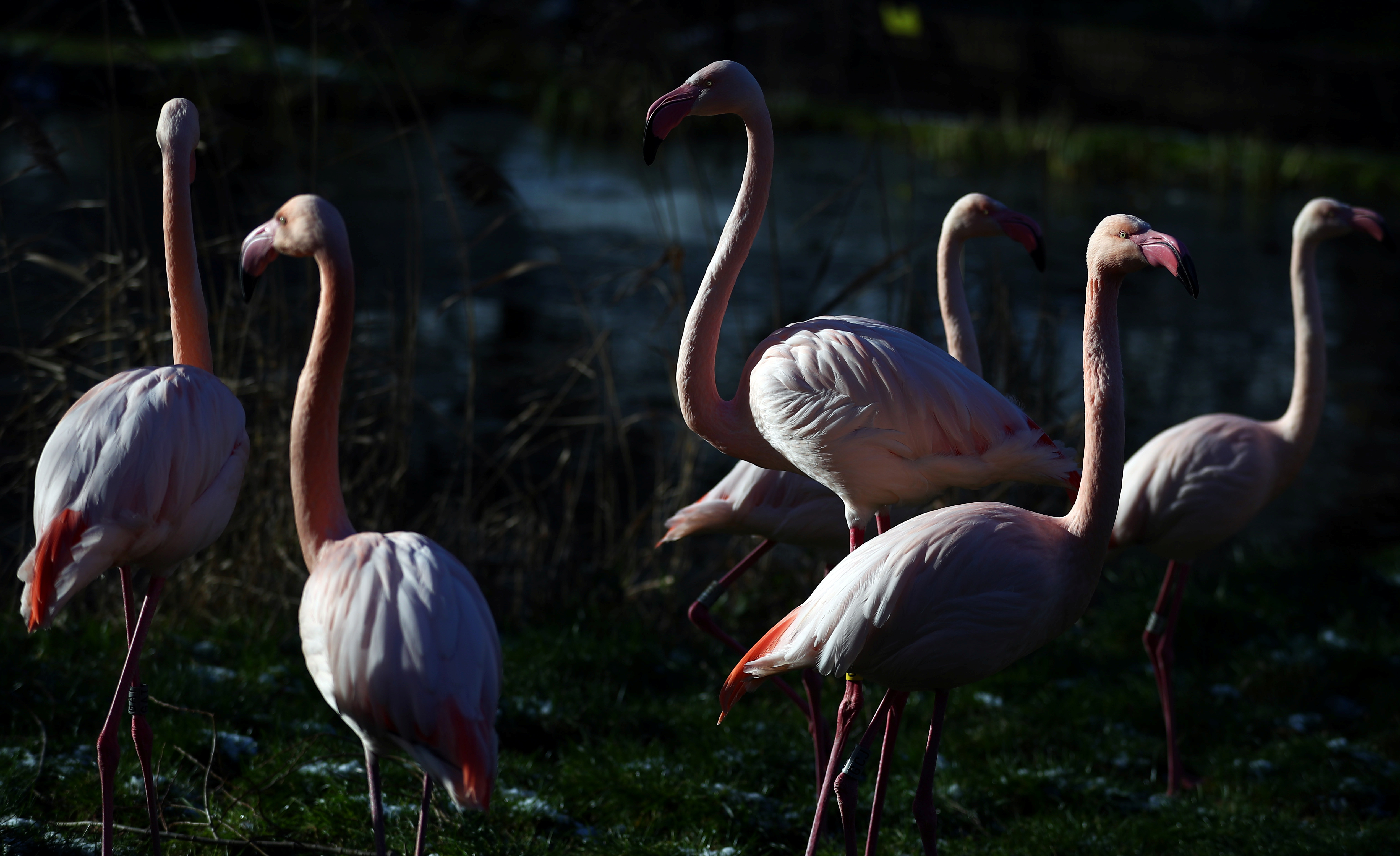 behind the scenes look at london zoo during covid 19 lockdown