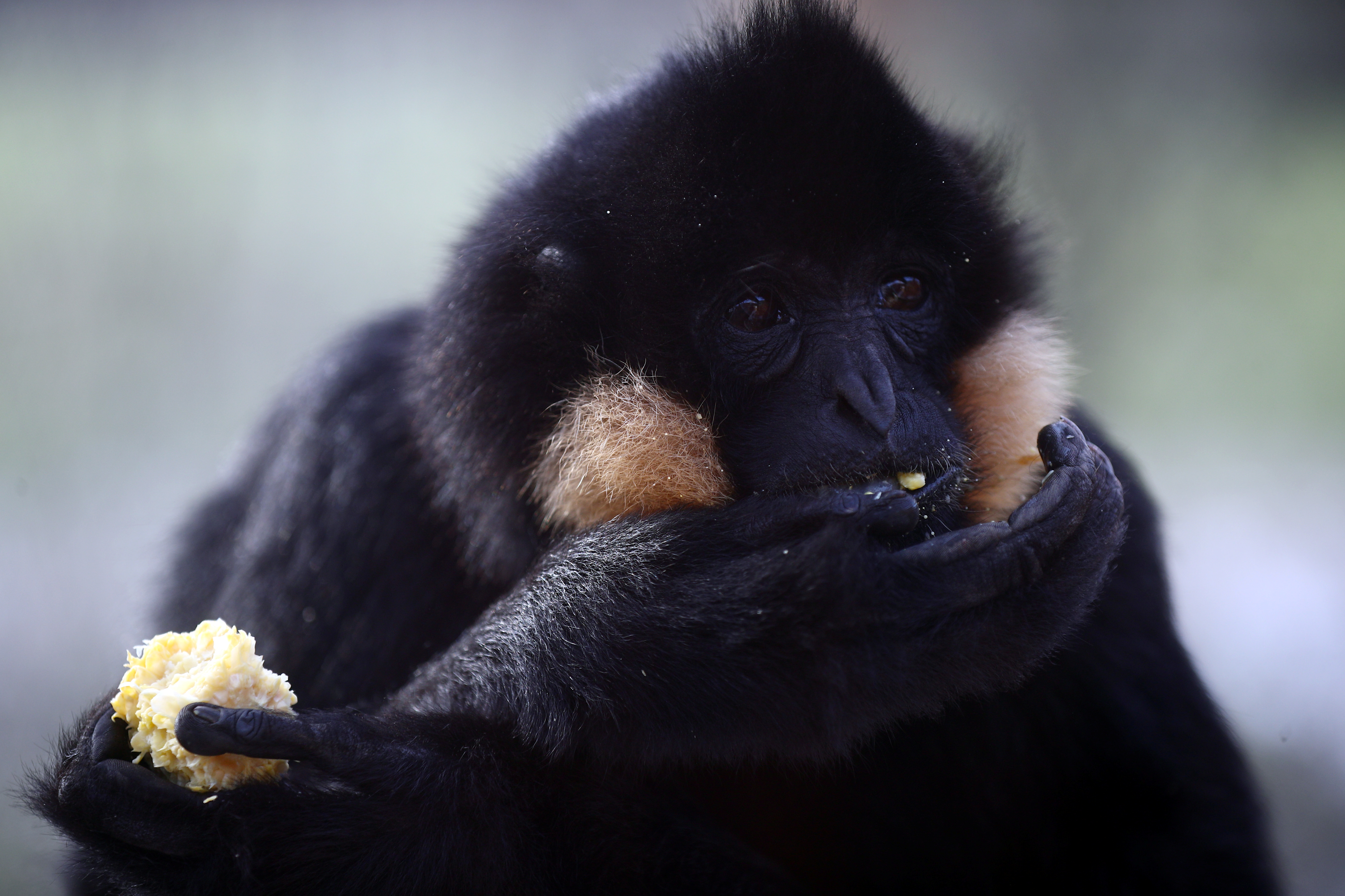 behind the scenes look at london zoo during covid 19 lockdown