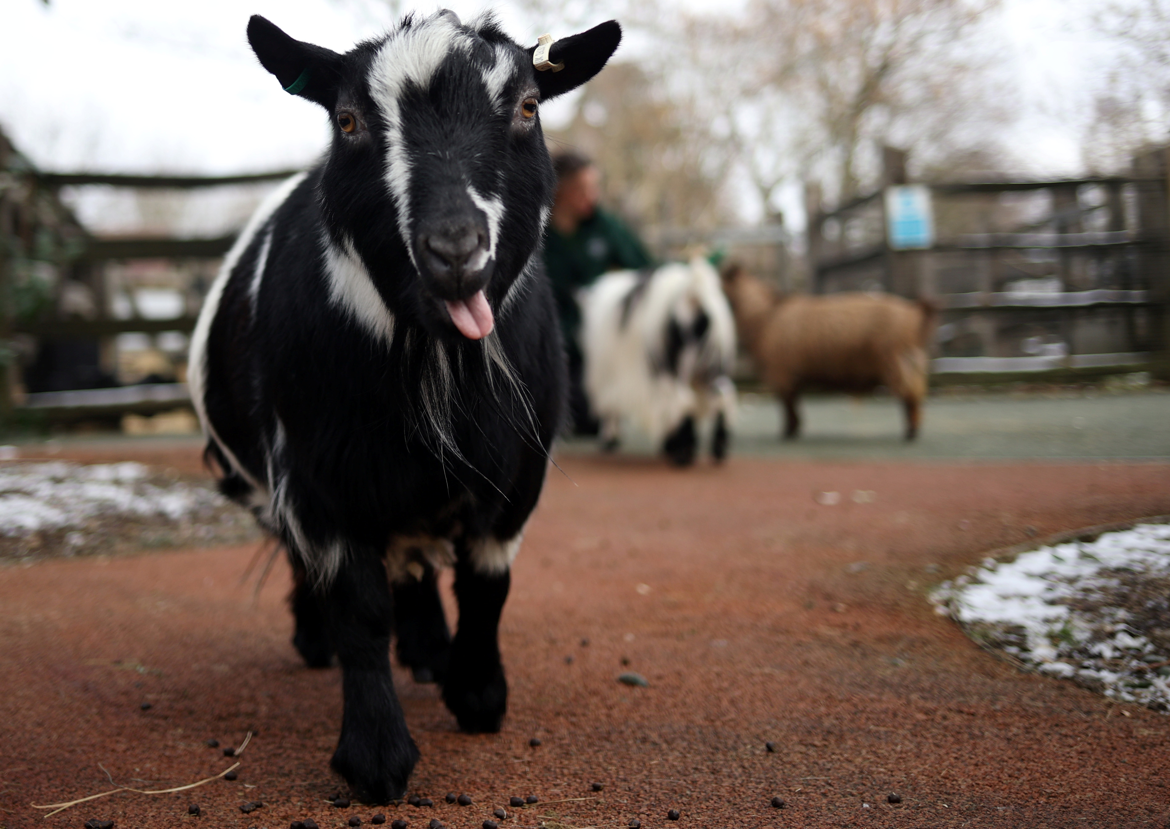 behind the scenes look at london zoo during covid 19 lockdown