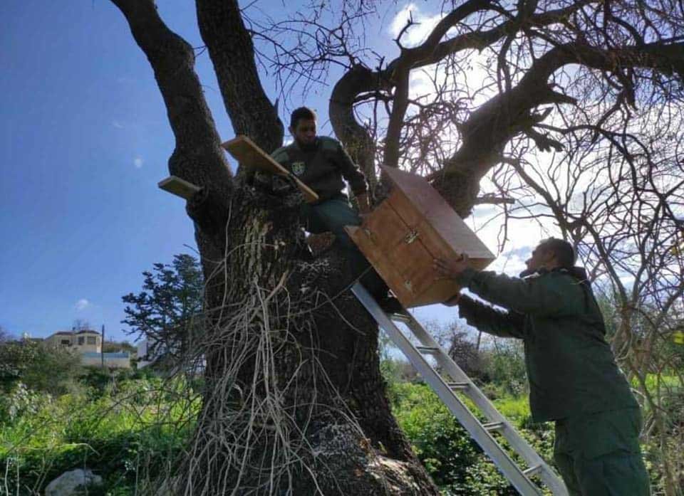 image Nesting boxes installed in Chlorakas to boost barn owl numbers