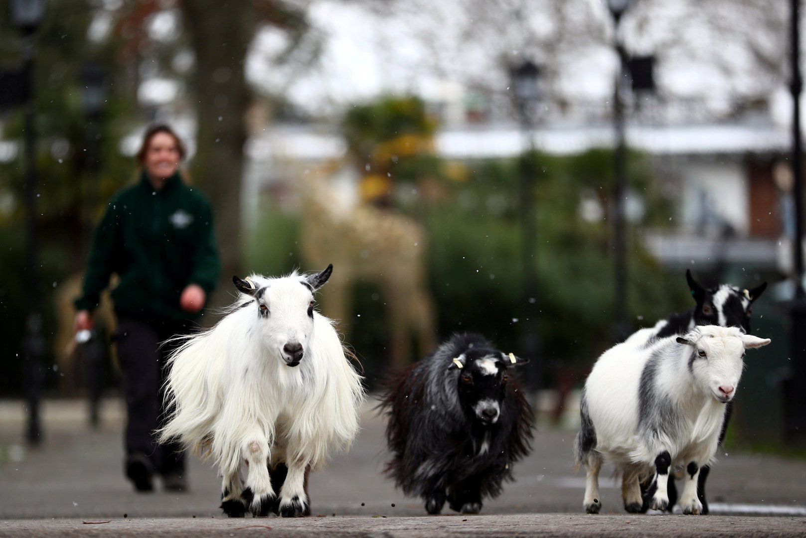 behind the scenes look at london zoo during covid 19 lockdown