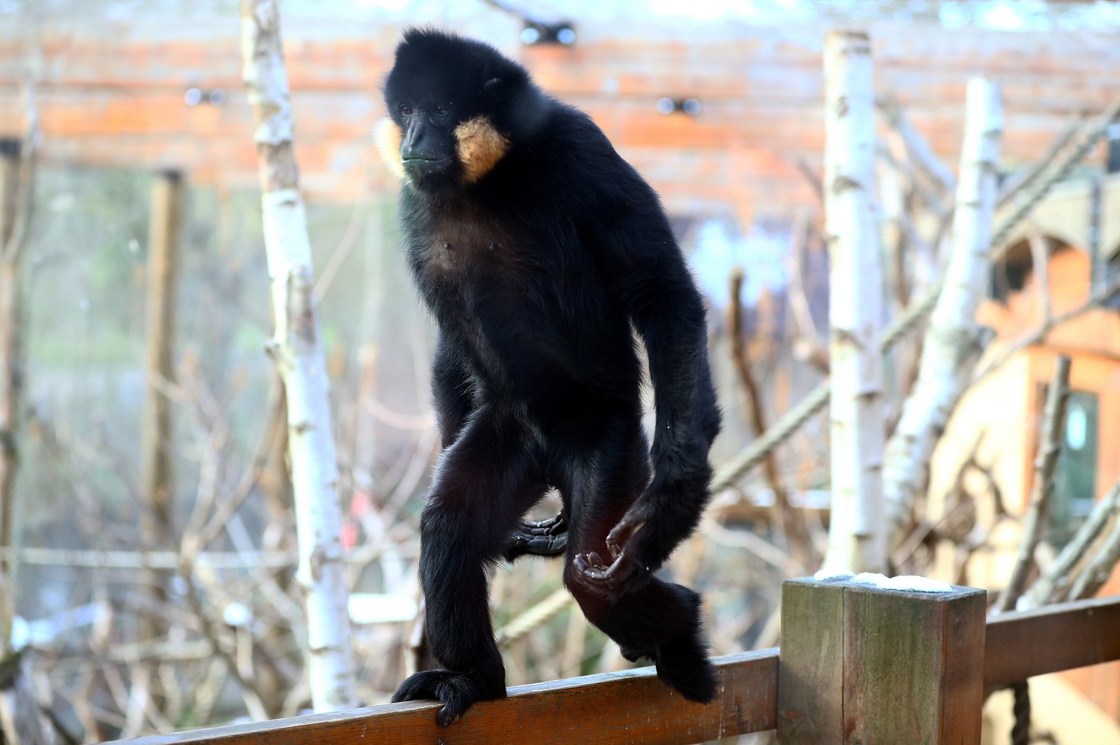behind the scenes look at london zoo during covid 19 lockdown