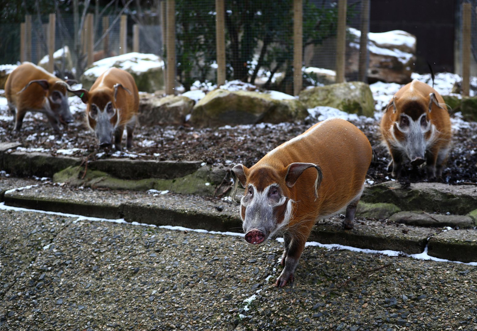behind the scenes look at london zoo during covid 19 lockdown
