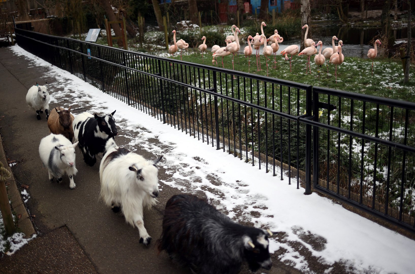 behind the scenes look at london zoo during covid 19 lockdown