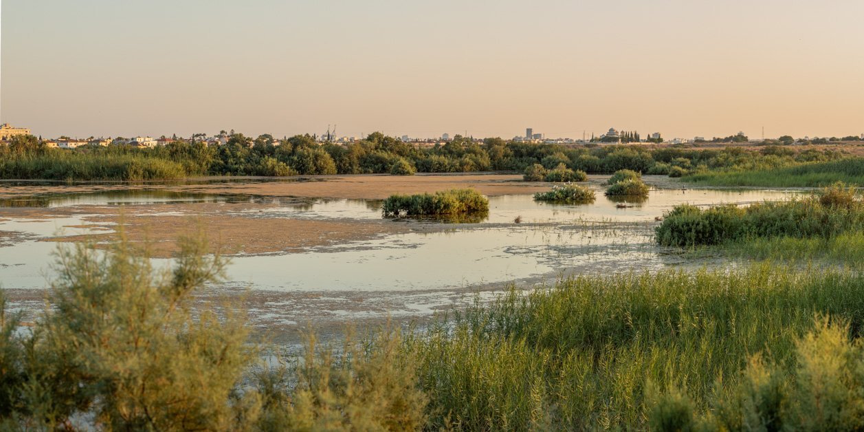 image 17,000 birds spend winter in Cyprus wetlands