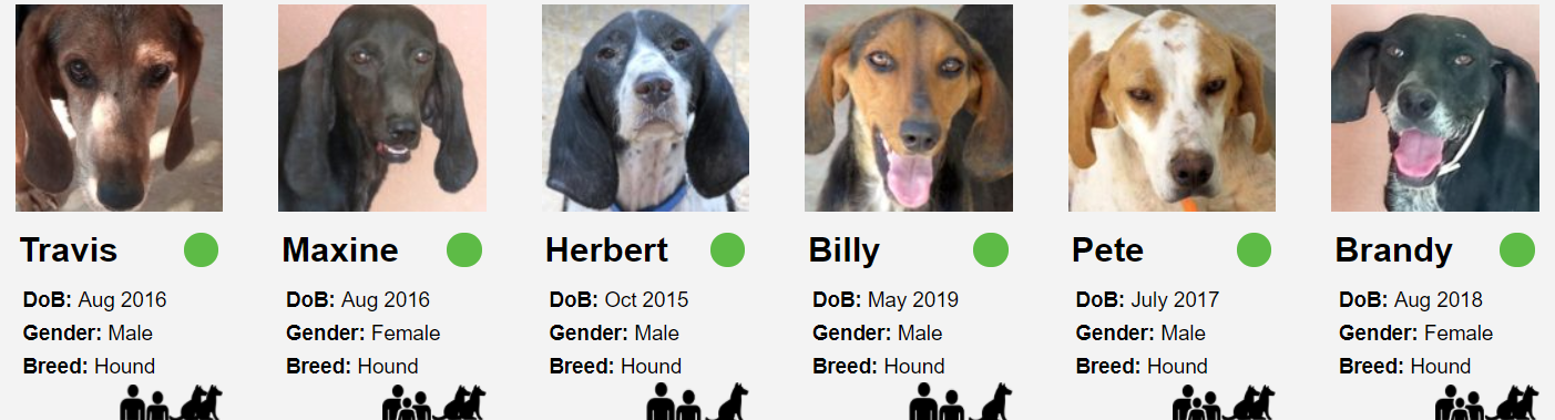 image Pandemic fallout affects re-homing of dogs abroad