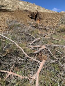 feature gina it's not known exactly how many trees have been felled