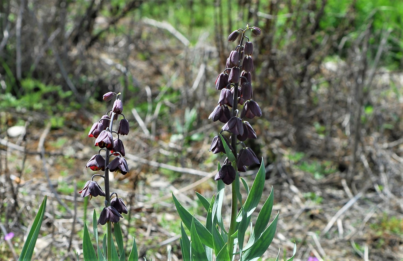 image Public urged not to pick endangered flower