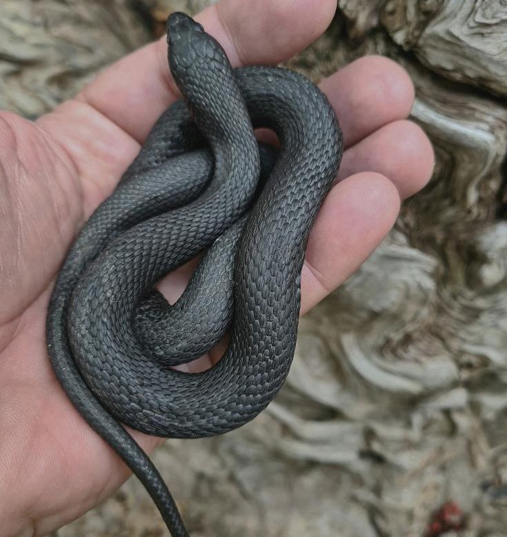 image New discovery of endangered grass snake in Macheras