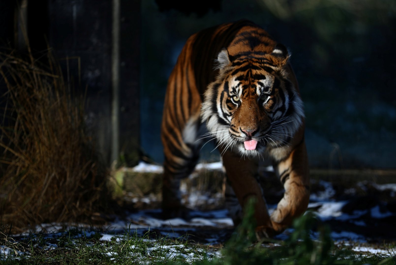 image Locked down and lonely, London Zoo faces fight to survive (with pics)