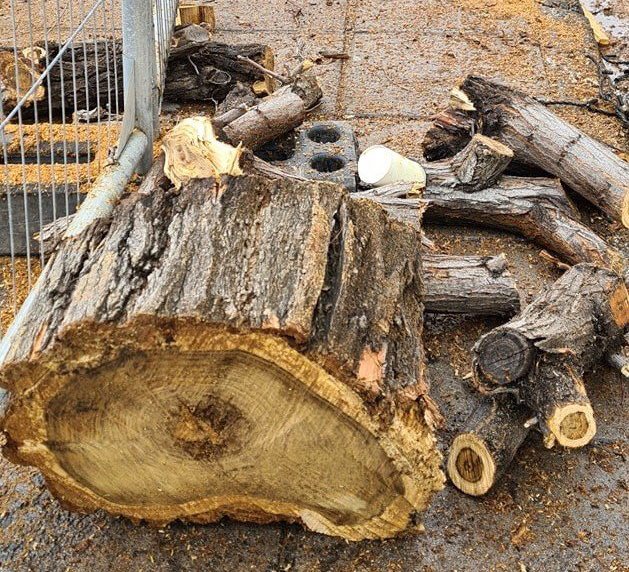 image Environment commissioner steps into row over cut trees  