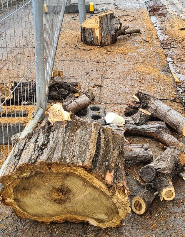 image New landscaping plan for Nicosia city centre sees 90 trees cut