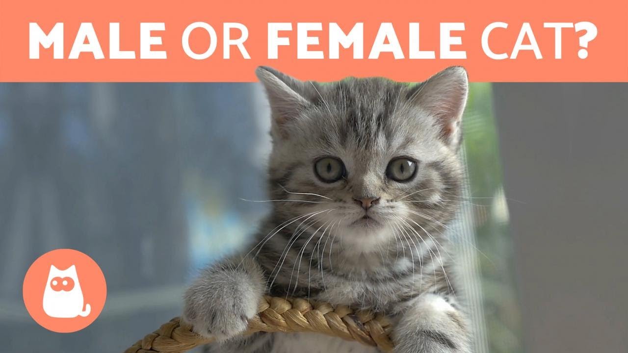image The differences between adopting male and female cats