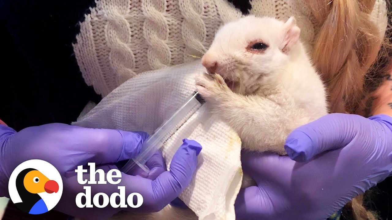 image How a woman spent five months saving a white squirrel