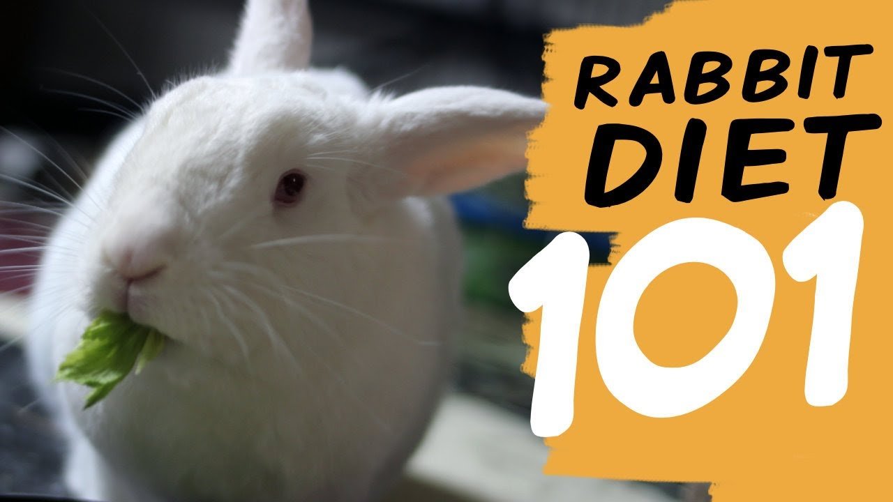 image What to include (and leave out of) a pet rabbit&#8217;s diet