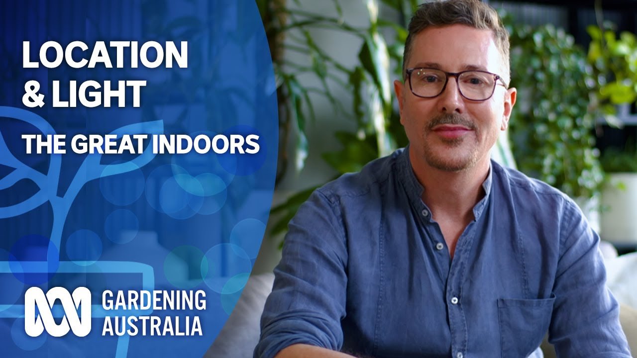 image Getting the location and lighting right for indoor plants