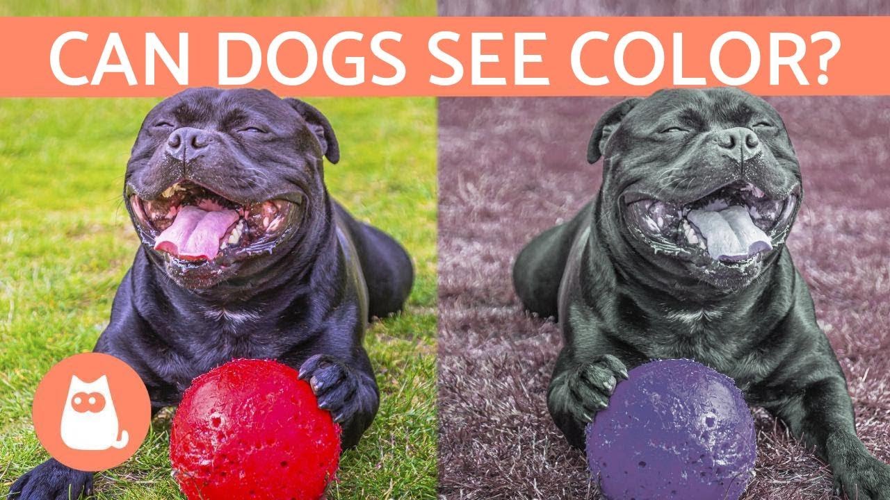 image How dogs&#8217; vision works and what colours they see
