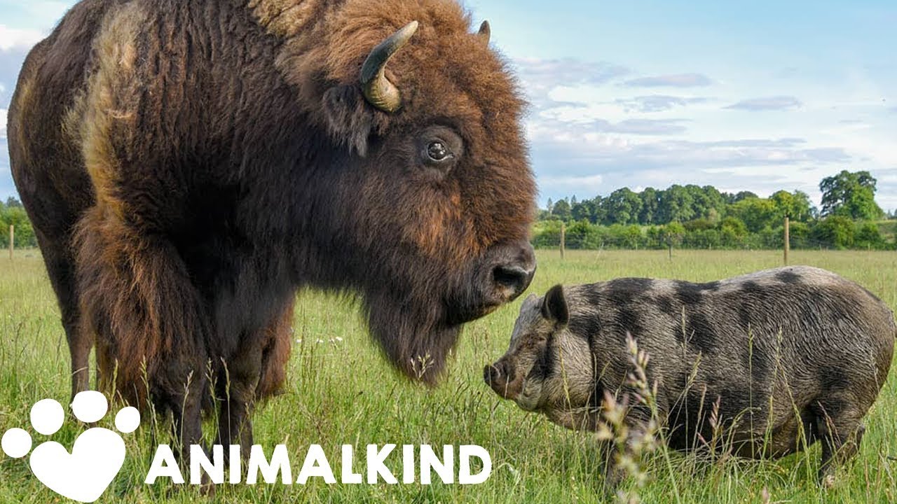 image The blind, 540kg bison that nurtures fellow rescues