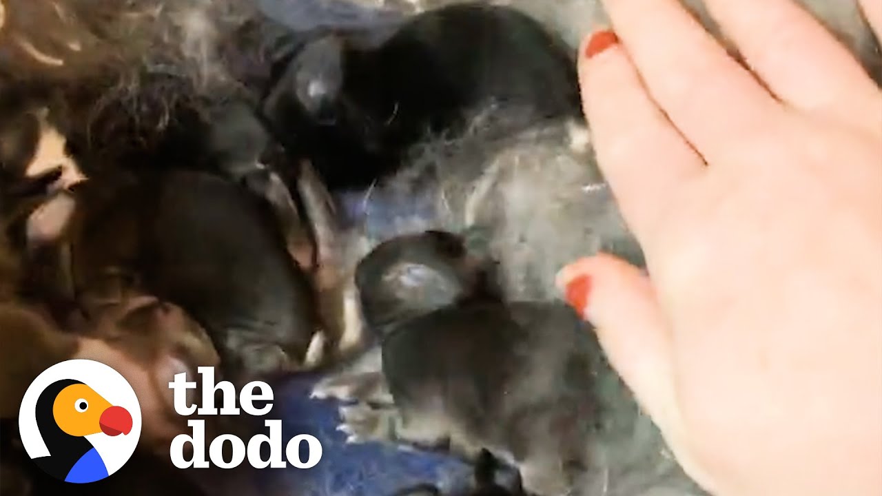 image How one rabbit rescuer ended up with 10 pet bunnies