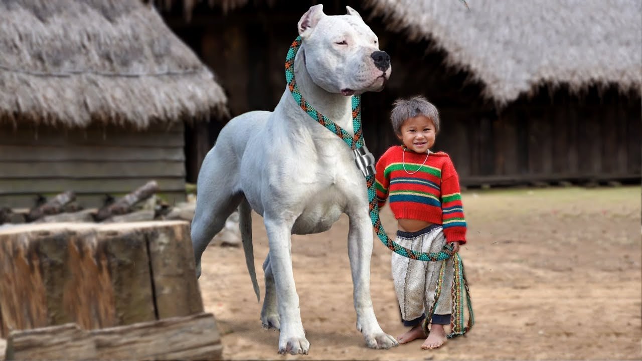 image 10 of the most kid-friendly dog breeds