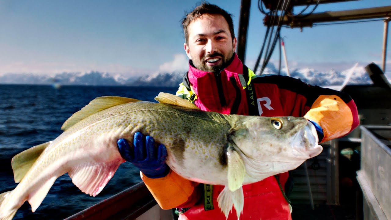 image How cod may have saved the Vikings from Nordic winters