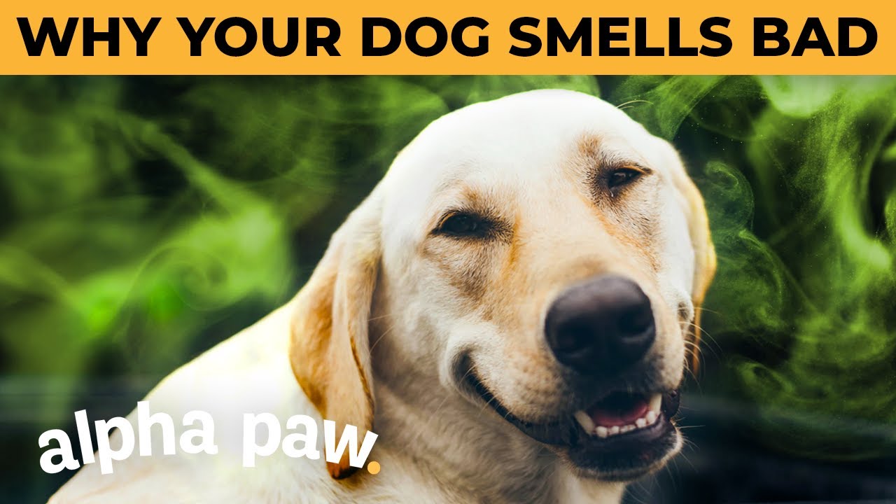 image Ask a vet: why do some dogs smell bad, even after a bath?