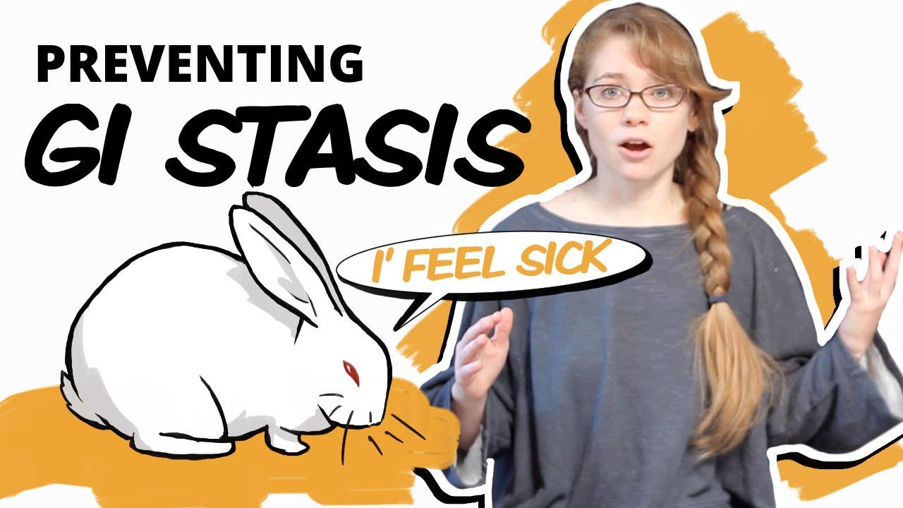 image How to prevent your pet rabbit from developing GI Stasis