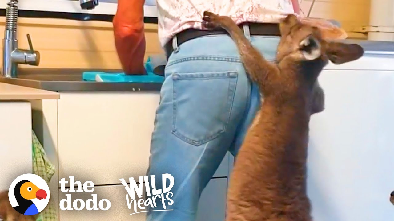 image Rescued joeys act like toddlers with adopted family