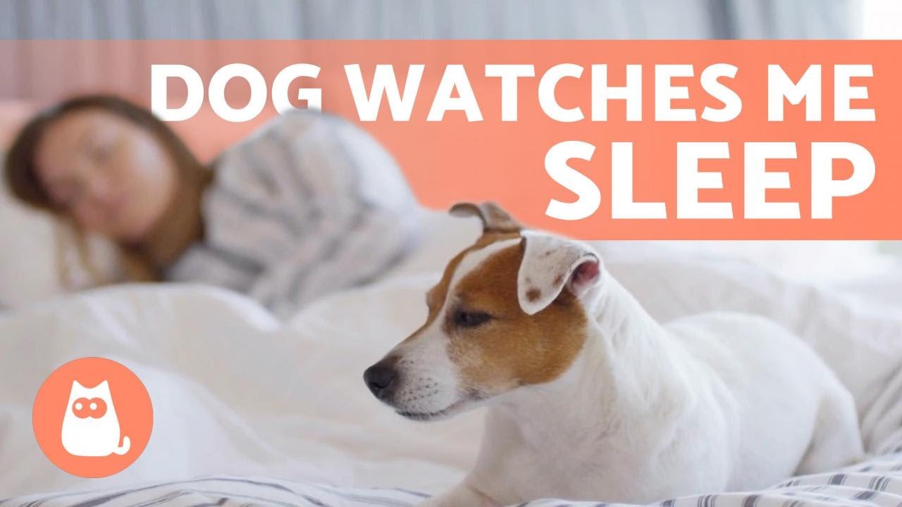 image Why your dog watches you while you sleep