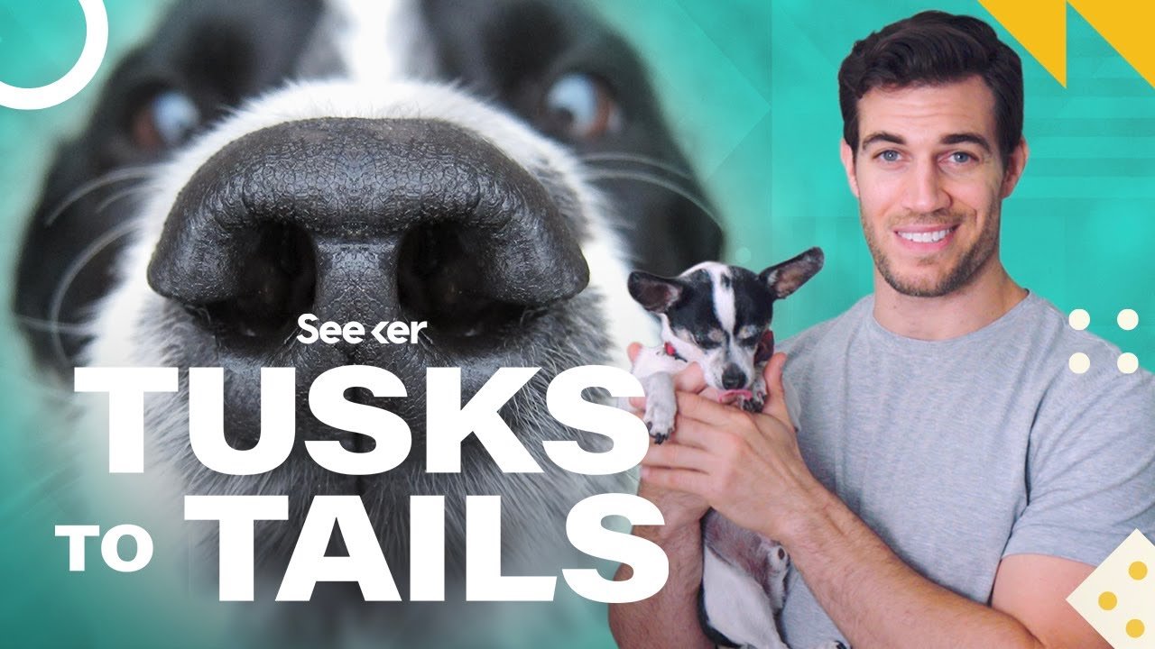 image Why your dog can remember scents, and you can&#8217;t
