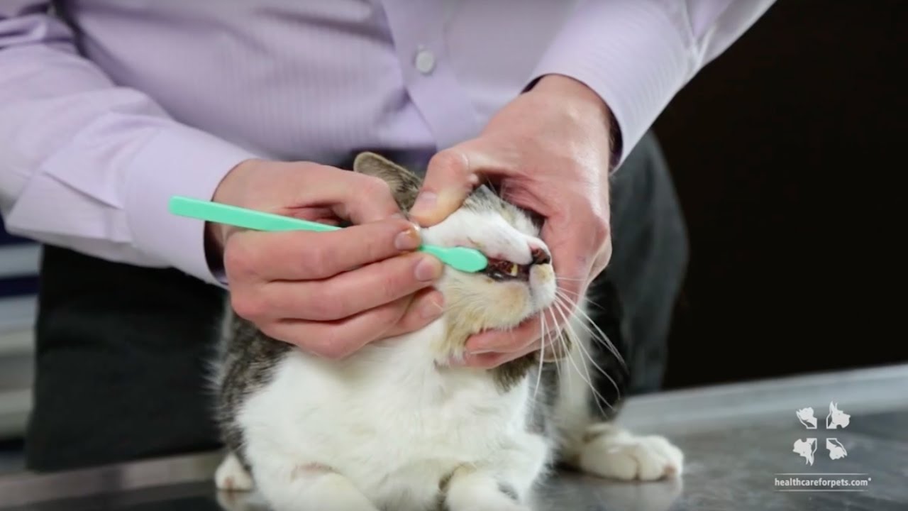 image How to brush your cat’s teeth safely and effectively