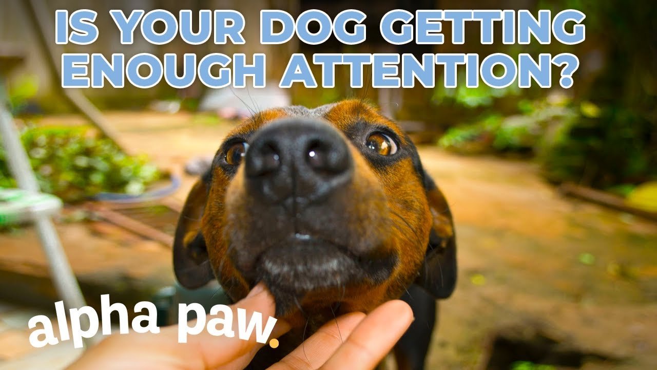 image Seven signs you&#8217;re not giving your dog enough attention