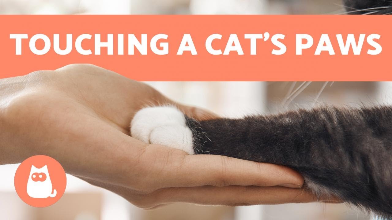 image Why don&#8217;t cats like having their paws touched?