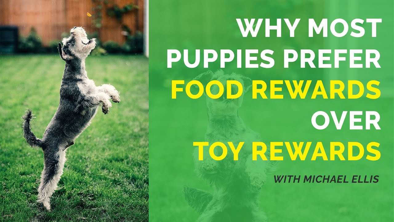 image Why do most puppies prefer food rewards over toy rewards?