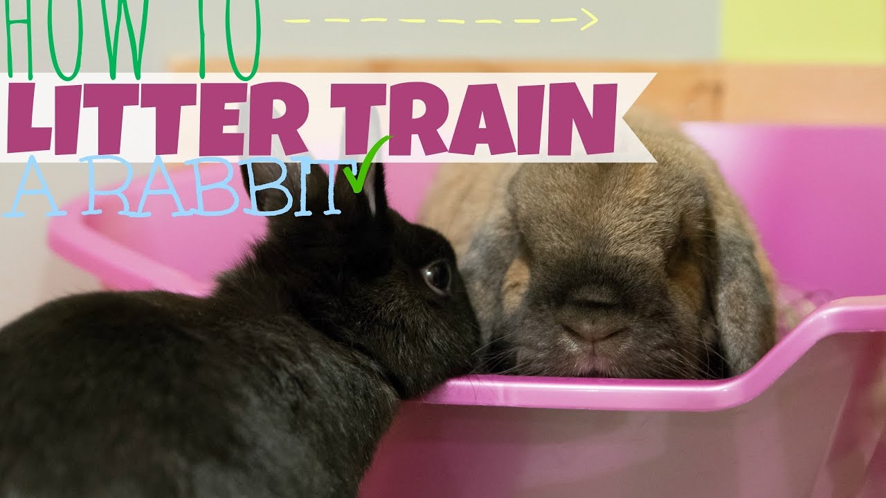 image How to litter-train your pet rabbit effectively