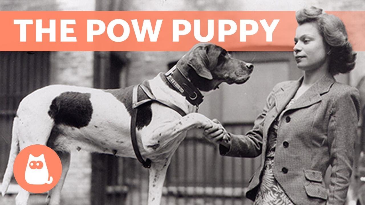 image The puppy that became a Prisoner Of War