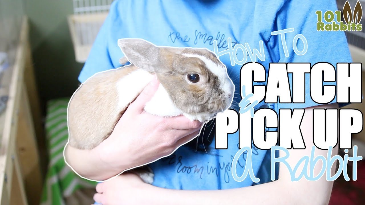 image How to catch and pick up your rabbit without stress