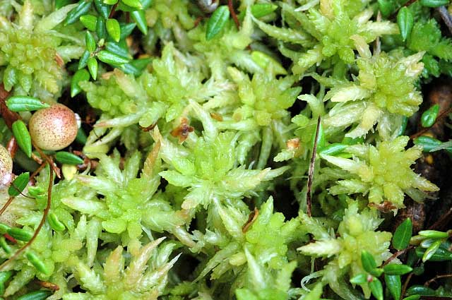 image Plant of the week: Moss used for centuries to staunch wounds