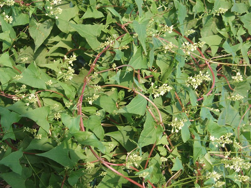 image Plant of the week: Plant used to lessen bruises, sprains and freckles