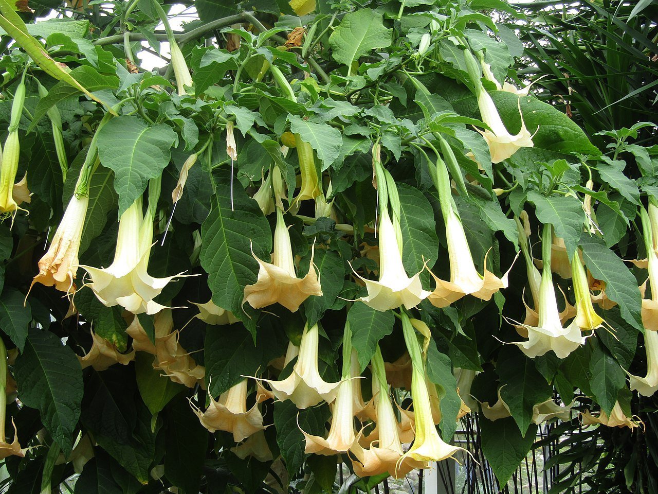 image Plant of the week: Plant used to expel demons and predict the future