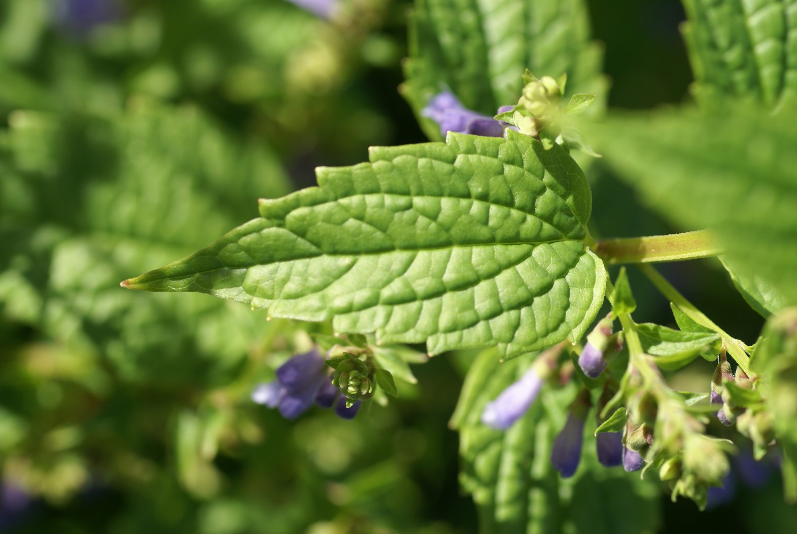 image Plant of the week: Plant used by native Americans to bind couples together