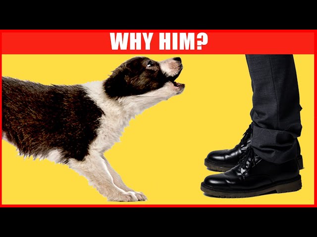 image Why dogs bark at some strangers, but not others