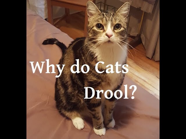 image The reason why your cat sometimes drools