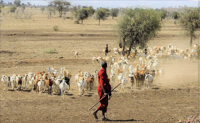 image What’s Eaten Where: Maasai Mara