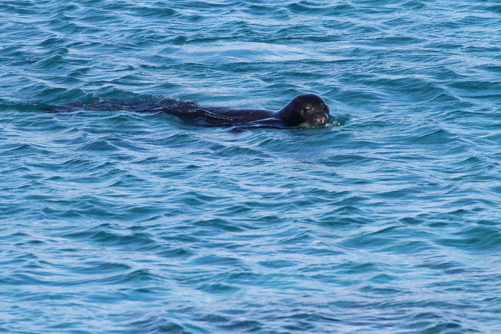 image Monk seal breeding site discovered in north