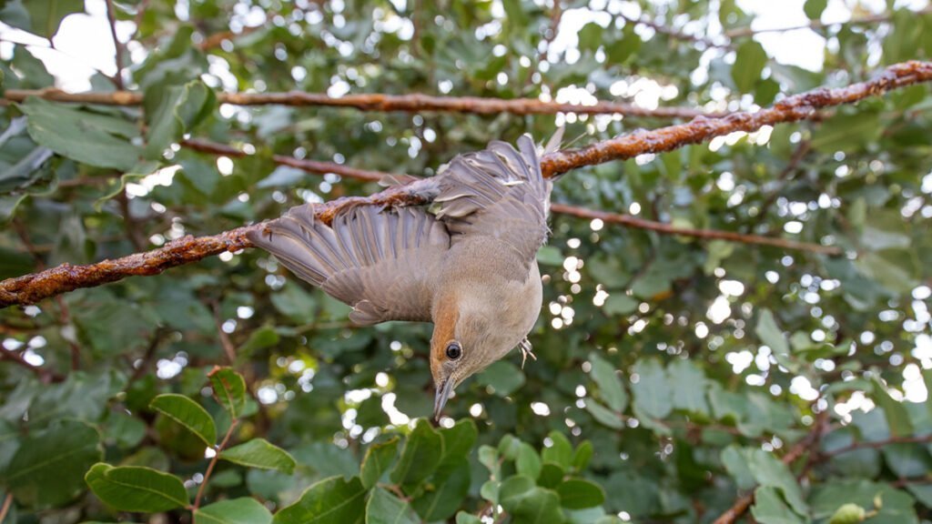 image French glue-trapping of songbirds is illegal, even if traditional, court says