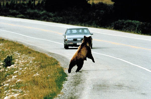 bear roadkill2